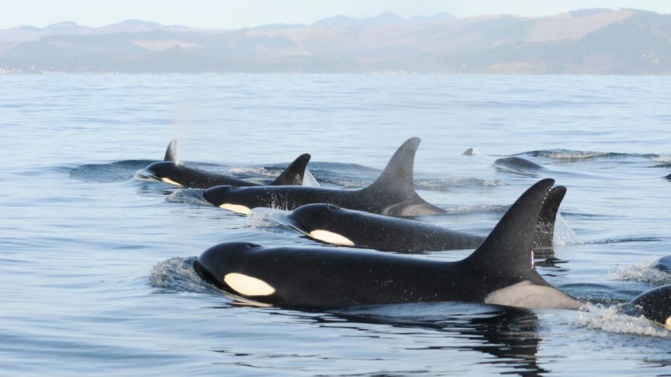 Boater Engagement Workshop for Southern Resident Killer Whale Recovery